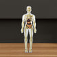 🔥Christmas Sale🔥3D Human Body Torso Model For Kids Anatomy Model Skeleton