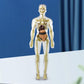 🔥Christmas Sale🔥3D Human Body Torso Model For Kids Anatomy Model Skeleton